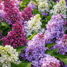 Сирень обыкновенная Смесь Окрасок