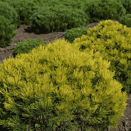 Сосна горная Ophir