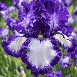 Ирис германский Stepping Out