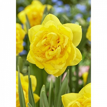 Нарцисс махровый Хендра