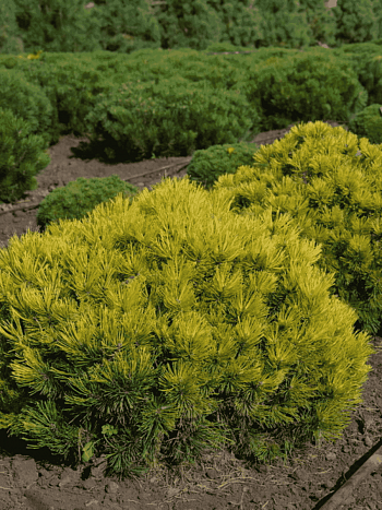 Сосна горная Ophir