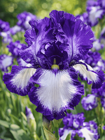 Ирис германский Stepping Out