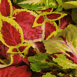 Колеус гибридный Wizard Mix