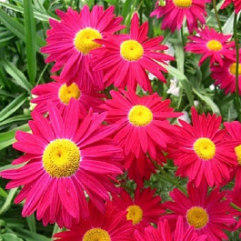 Пиретрум розовый Робинсон Ред