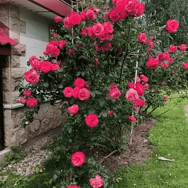 Роза Плетистая Shogun