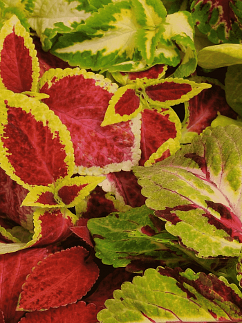 Колеус гибридный Wizard Mix