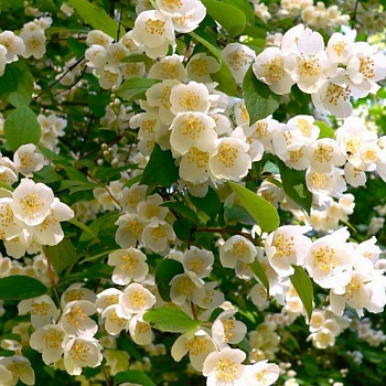 Жасмин садовый Розас