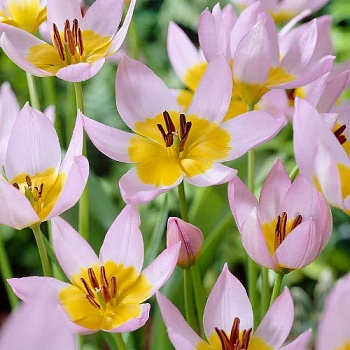 Тюльпан Фостера Saxatilis