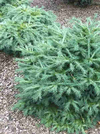 Лиственница Blue Dwarf