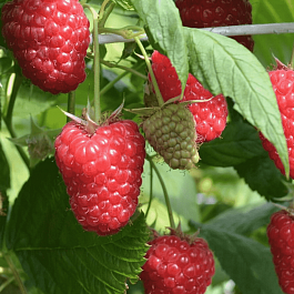 Малина ремонтантная Маравилла