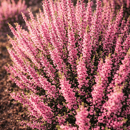 Вереск обыкновенный Rote Liliane