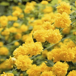 Керрия японская Pleniflora