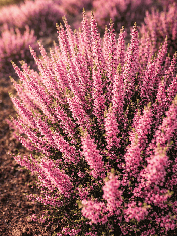 Вереск обыкновенный Rote Liliane