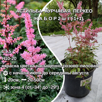 Астильба курчавая Перкео НАБОР 2ШТ
