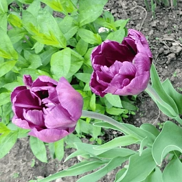 Тюльпан Махровый Alicante