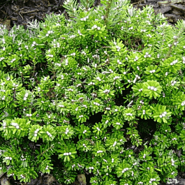 Пихта корейская Pinocchio