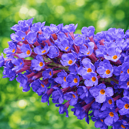 Буддлея давида Empire Blue