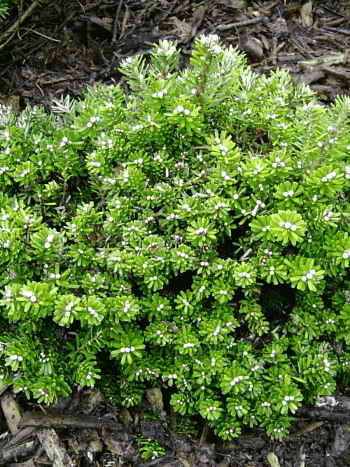 Пихта корейская Pinocchio