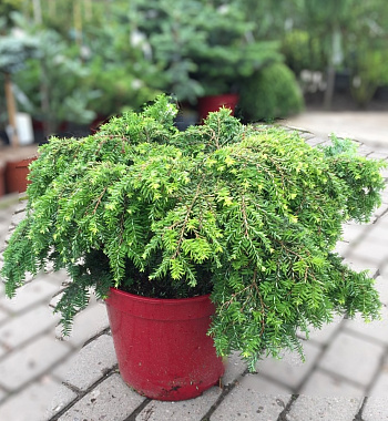 Тсуга канадская Gracilis