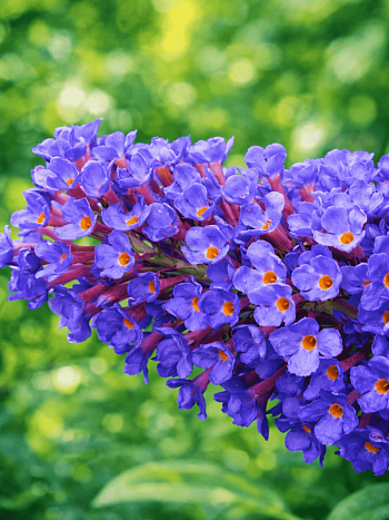 Буддлея давида Empire Blue