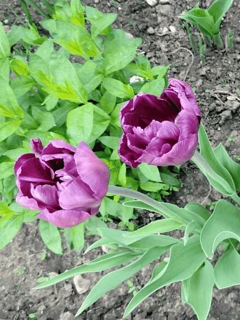 Тюльпан Махровый Alicante