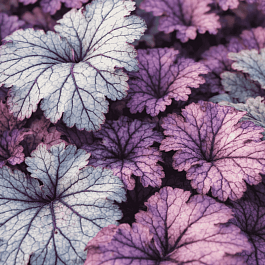 Гейхера Spellbound