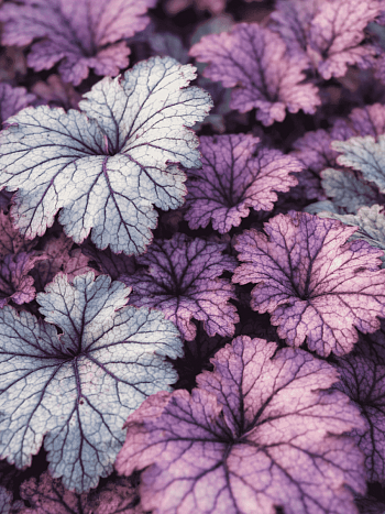 Гейхера Spellbound