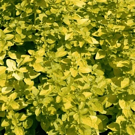 Душица обыкновенная Yellow leaves