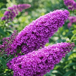 Буддлея давида Border Beauty