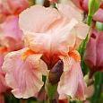 Ирис карликовый Pink Ирис карликовый Pink