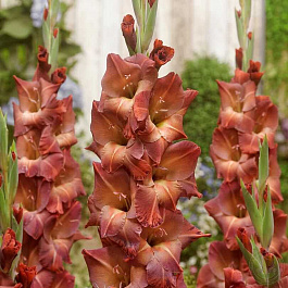 Гладиолус крупноцветковый Могикан