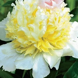 Пион Молочноцветковый Top Brass