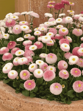 Маргаритка многолетняя Tasso Strawberries Cream