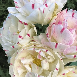 Тюльпан Махровый Dance Line