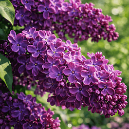 Сирень обыкновенная Маршал Соколовский