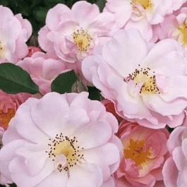 Роза Кустовая Jean Stephenn