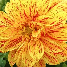 Георгин Dahlietta Select Kelly