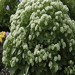 Очиток гибридный  Rock 'N Grow Lemonjade