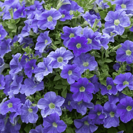 Петуния (сурфиния) Fanfare Sky Blue