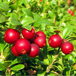 Брусника  Ред Перл