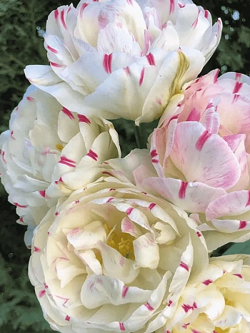 Тюльпан Махровый Dance Line