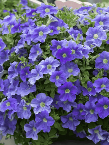Петуния (сурфиния) Fanfare Sky Blue