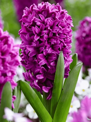 Гиацинт Miss Saigon