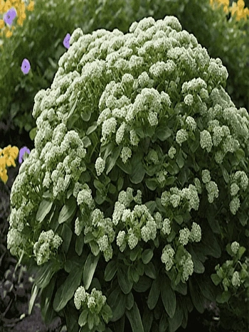 Очиток гибридный  Rock 'N Grow Lemonjade