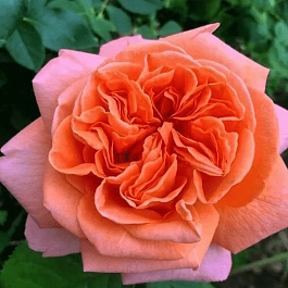 Роза Чайно-гибридная Rene Goscinny