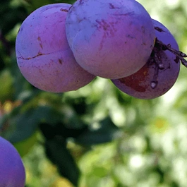 Слива домашняя Нарач