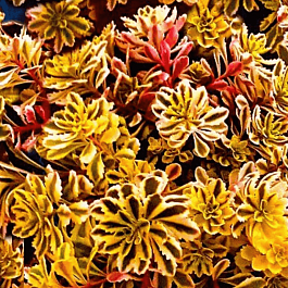 Очиток  Миддендорфа Сaramel