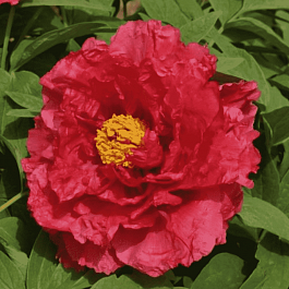 Пион древовидный Shin-jitsugetu