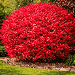 Бересклет крылатый Fireboll