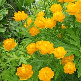 Купальница китайская Golden Queen